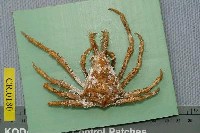 藏品(雙角互敬蟹)的圖片